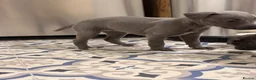 Whippet dogs for sale: Whippet puppy’s - Advert 9