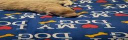 Cockapoo dogs for sale: Beautiful F1B toy cockapoos  in Leeds - Advert 14