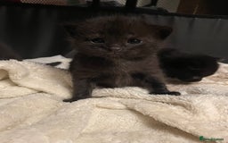 British Longhair cats for sale: Honey’s Kittens!  - Image 3