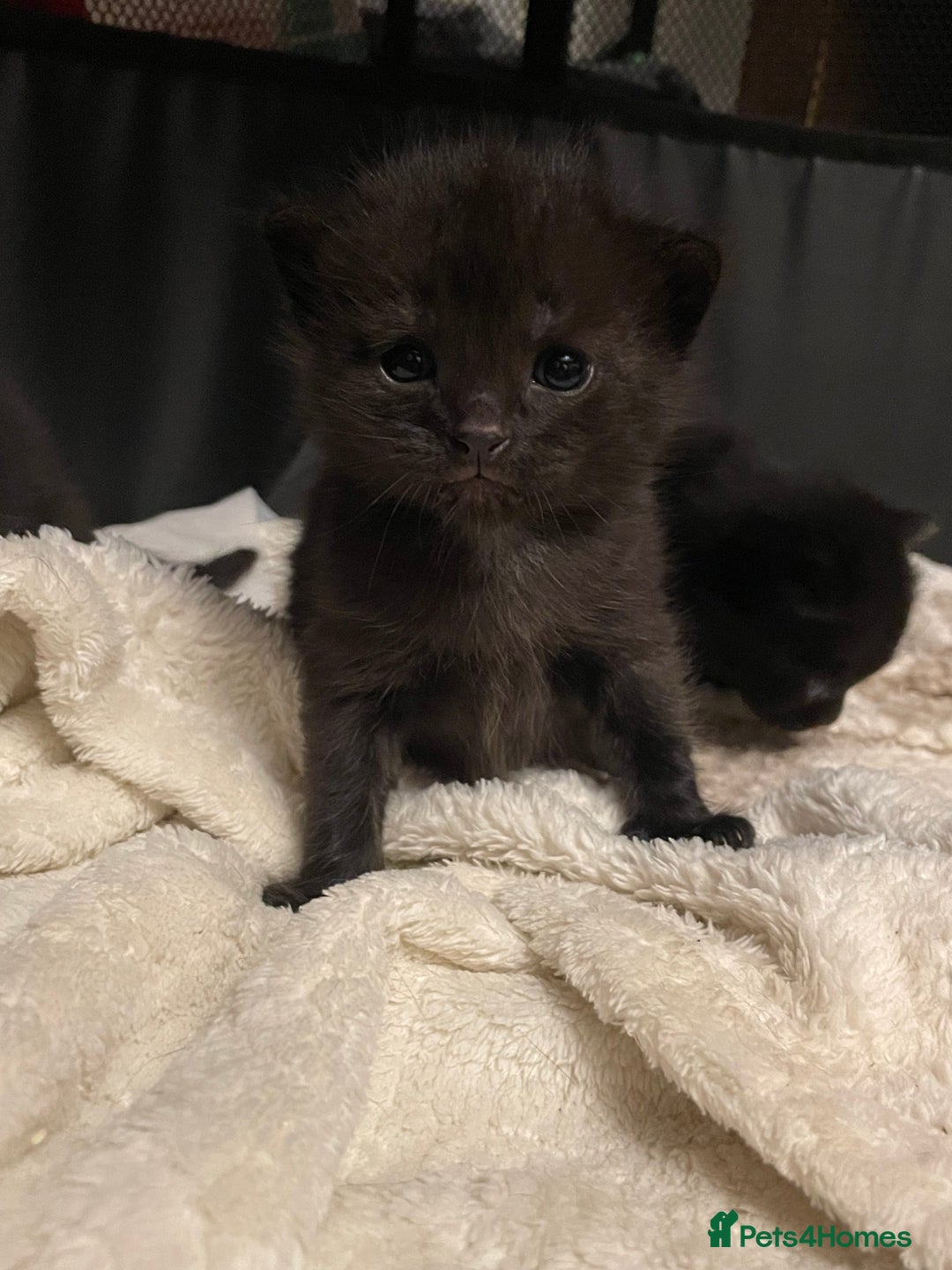British Longhair cats for sale: Honey’s Kittens!  - Image 3