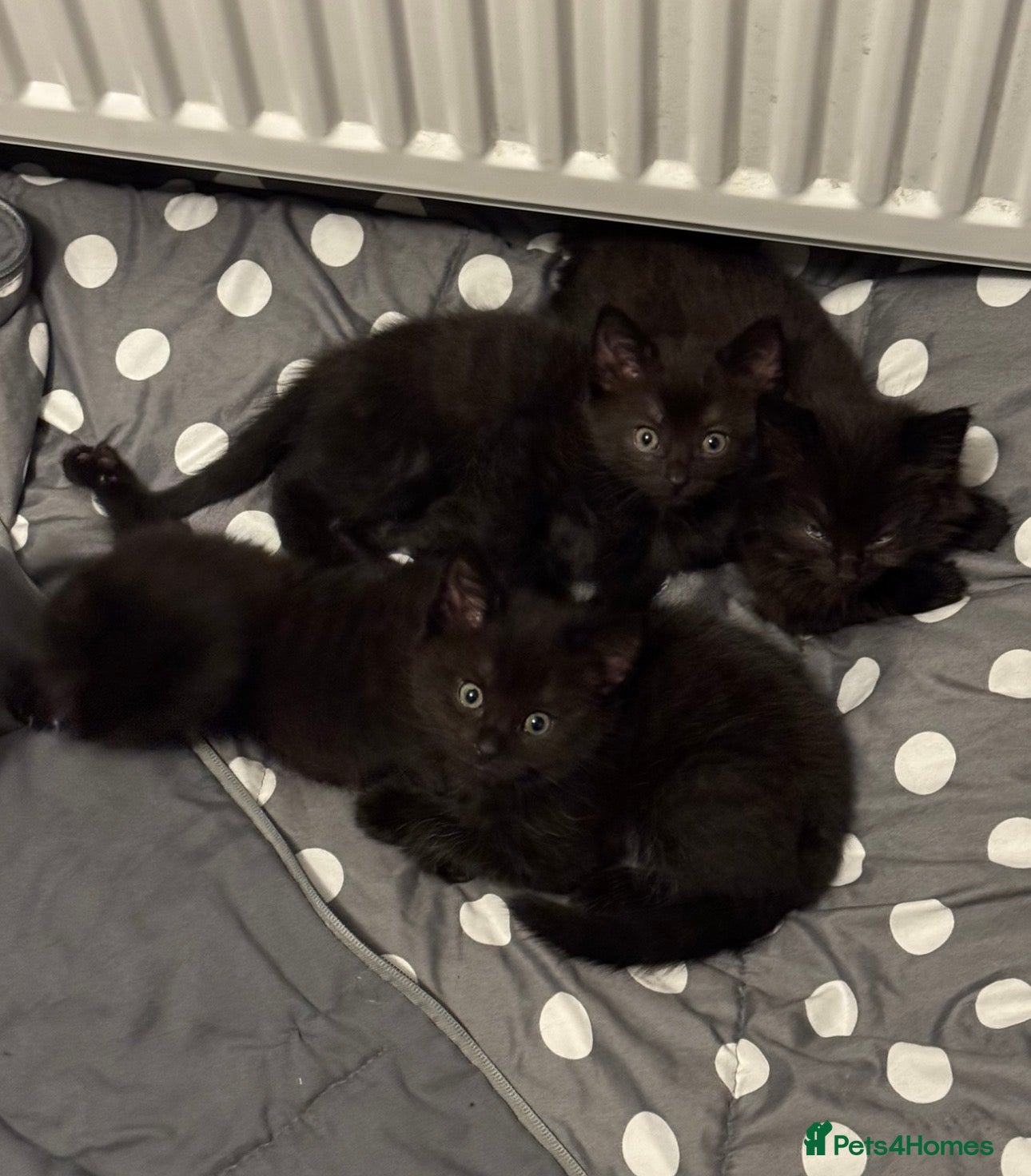 Mixed Breed cats 4 beautiful fluffy black kittens 10 weeks old - Advert 1