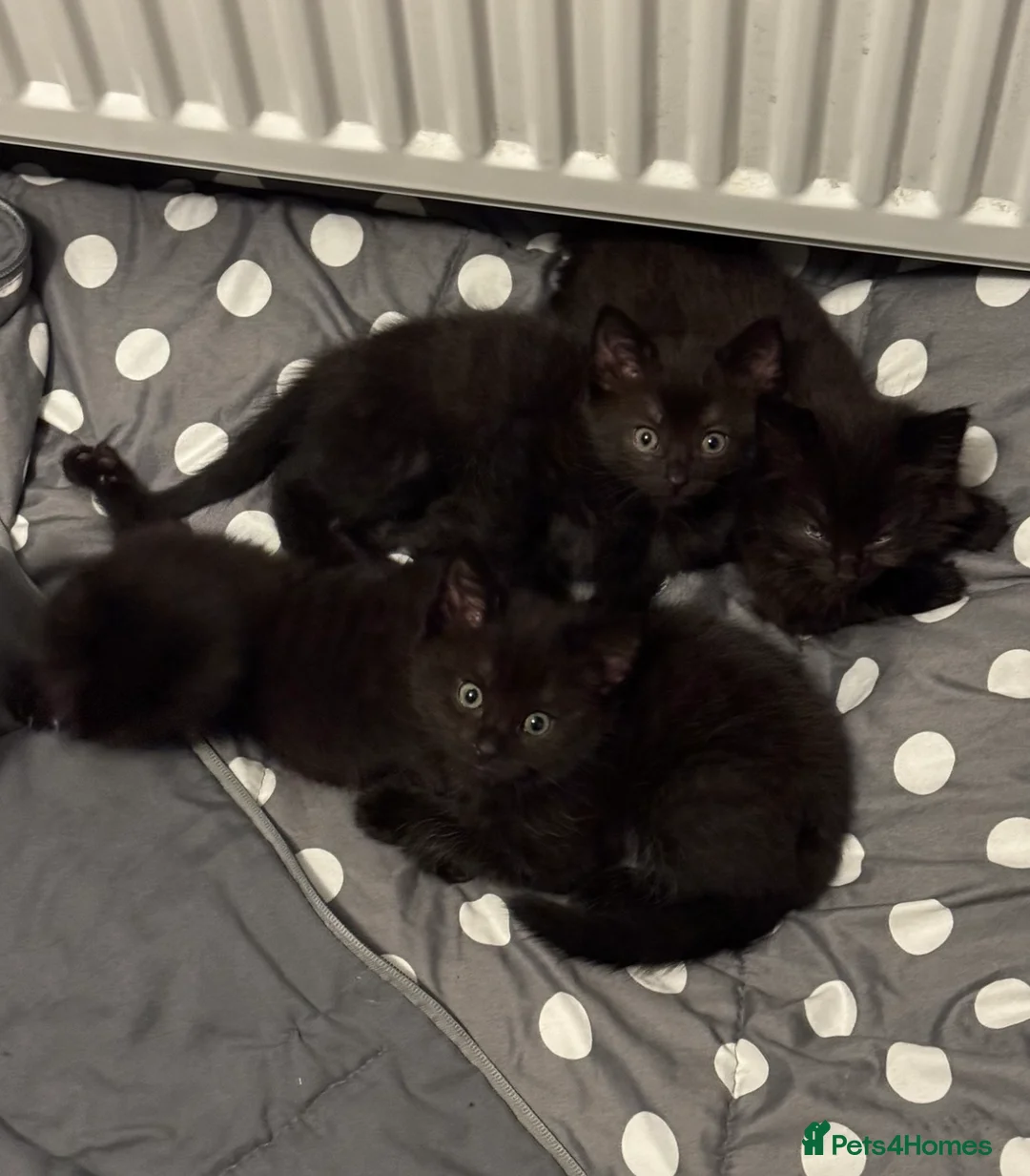 Mixed Breed cats for sale: 4 beautiful fluffy black kittens 10 weeks old - Advert 1