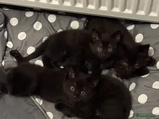 Mixed Breed cats 4 beautiful fluffy black kittens 10 weeks old - Advert 1