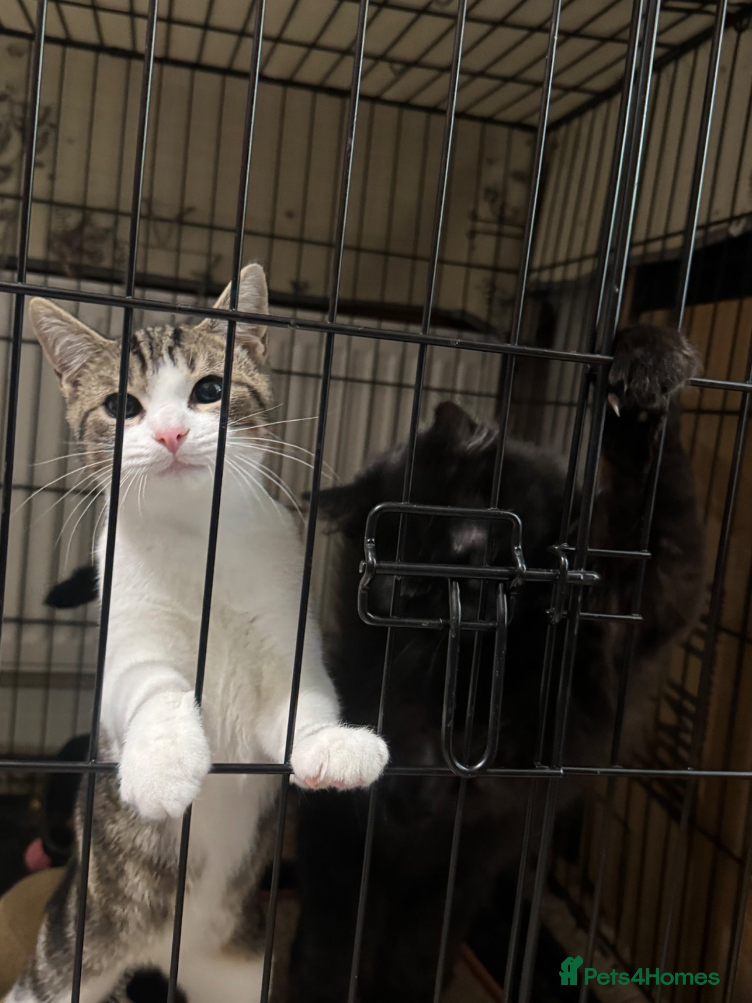 Domestic Shorthair cats Kittens: George & Arthur - Cats in Crisis East Ldn - Advert 1