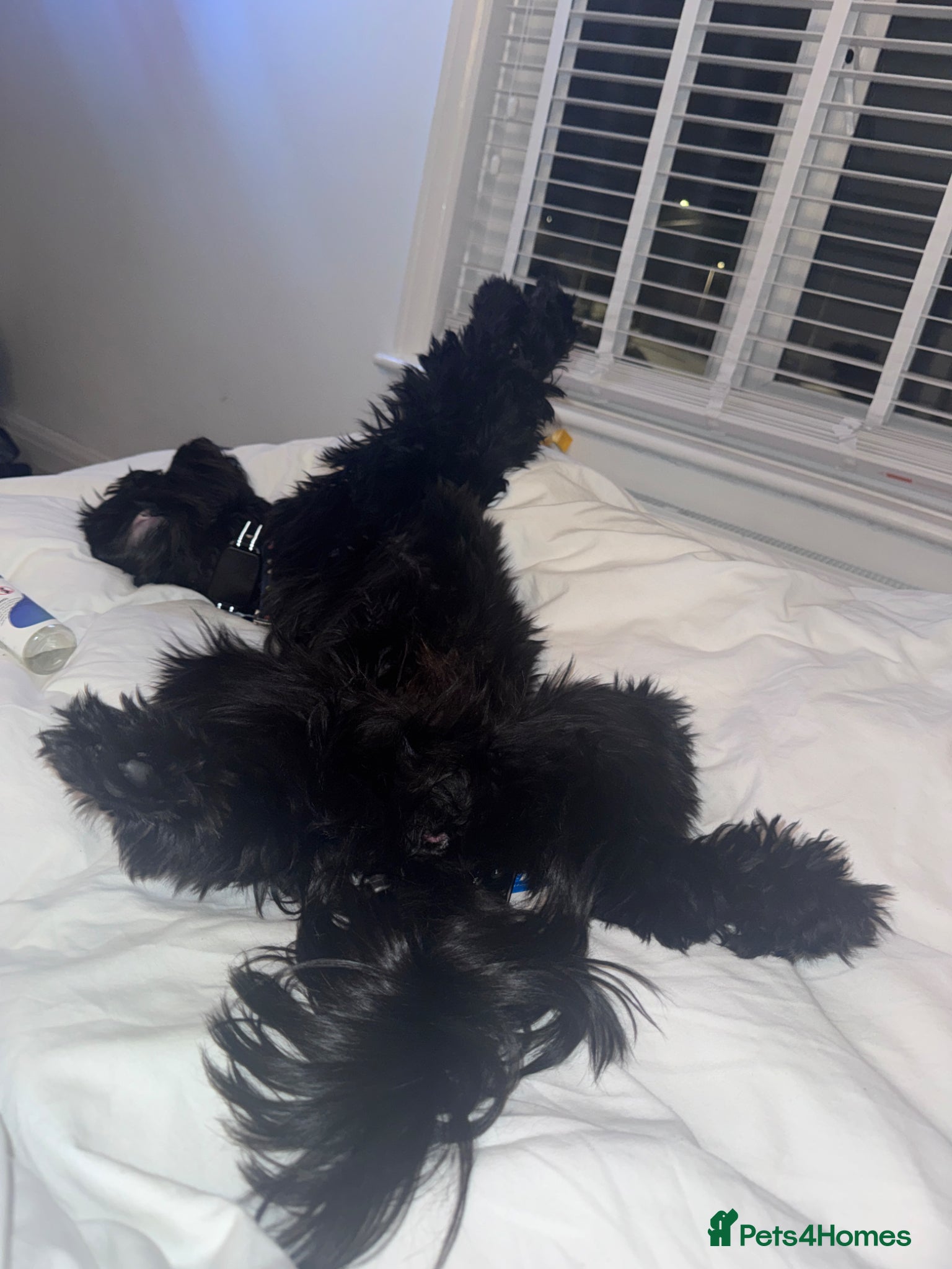 Cockapoo dogs for sale: Ronnie  in Stockport - Advert 6