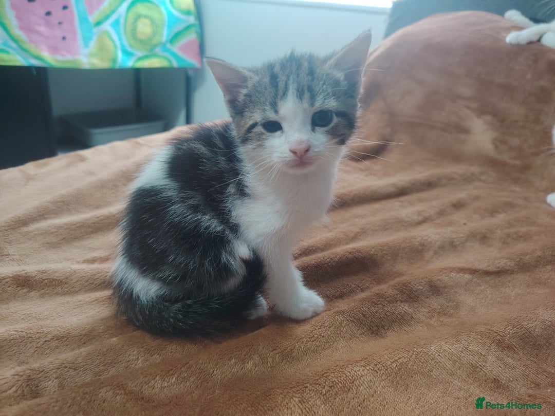 Mixed Breed cats for sale: Kittens  - Image 4
