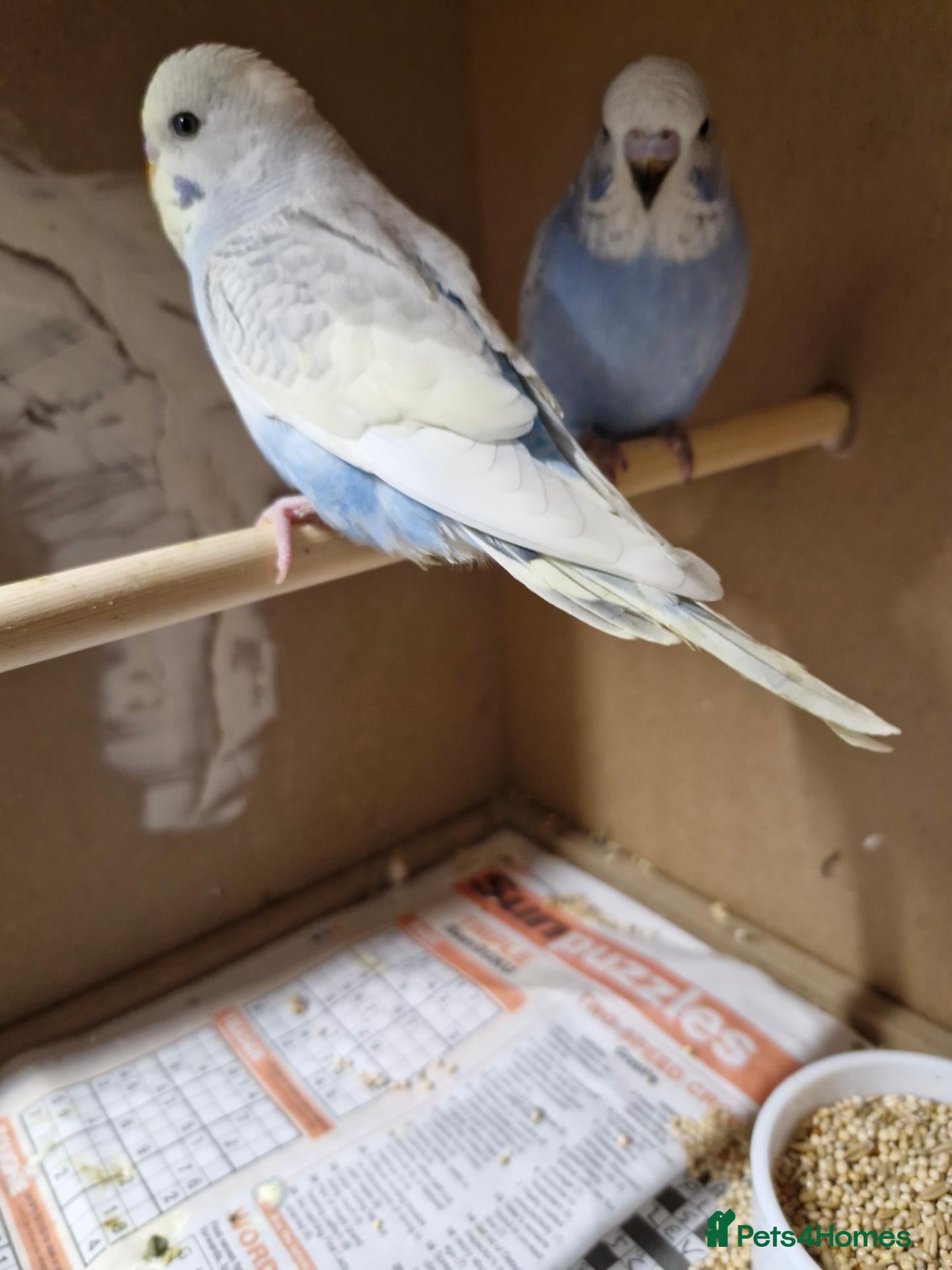 Budgerigars birds for sale: Baby budgies - Advert 1
