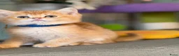British Longhair cats for sale: British short/longhair odd/blue eyed kittens  - Advert 17
