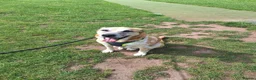 Mixed Breed dogs for sale: Foster or Forever Home for Beautiful Sanchez - Advert 13