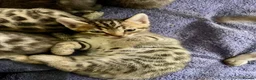Bengal cats for sale: Beautiful Bengal Kittens for Sale, Pure Bengal Mum - Advert 11