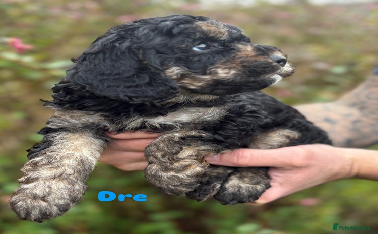 Cavapoo dogs - Advert 1