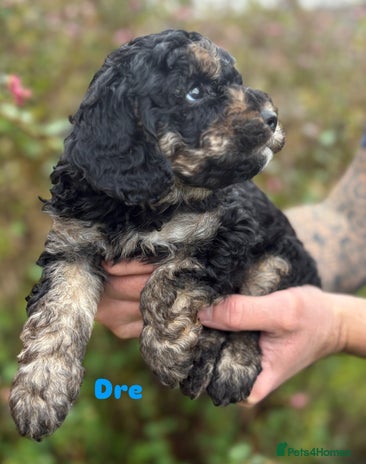 Cavapoo dogs - Advert 1
