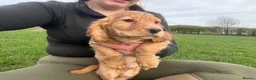 Cocker Spaniel dogs for sale: Golden cocker spaniel pups  in Appleby-in-Westmorland - Advert 5