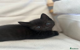 Mixed Breed cats for sale: 4 beautiful kittens for sale £120 each  - Image 7