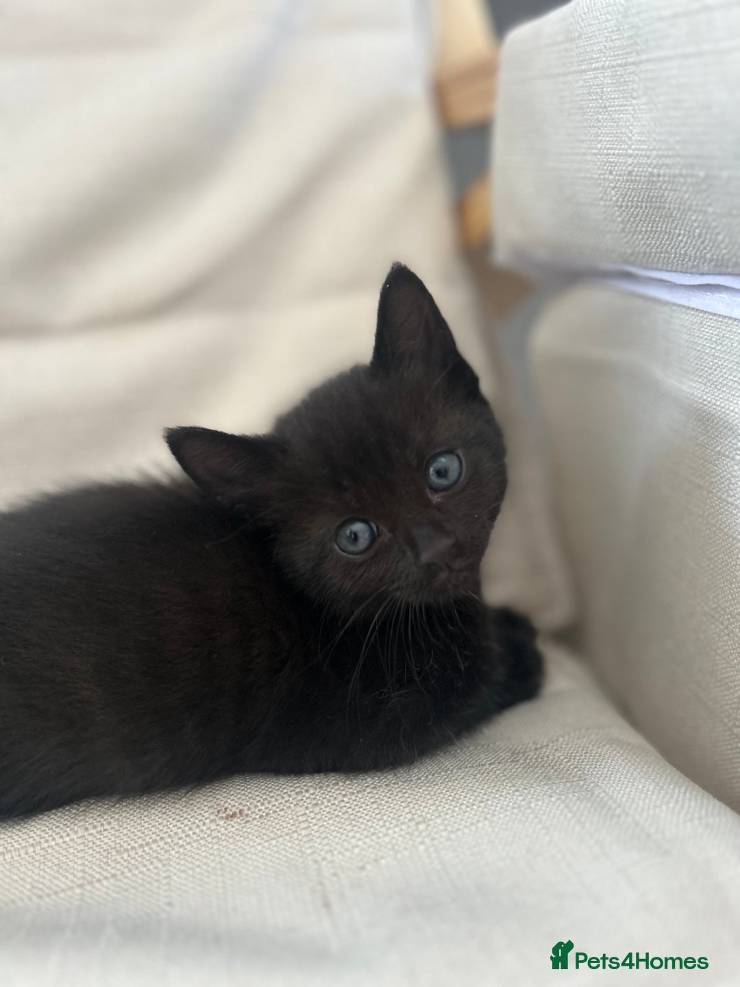 Mixed Breed cats for sale: 4 beautiful kittens for sale £120 each  - Image 7