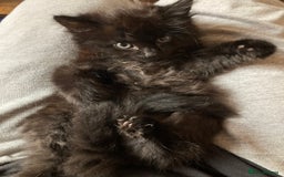 Turkish Angora cats for sale: 3 beautiful kittens ready to find a loving home  - Image 15