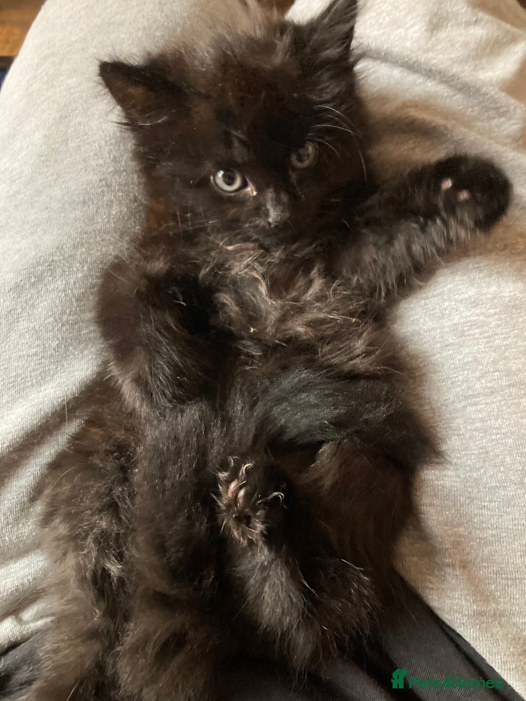 Turkish Angora cats for sale: 3 beautiful kittens ready to find a loving home  - Image 15