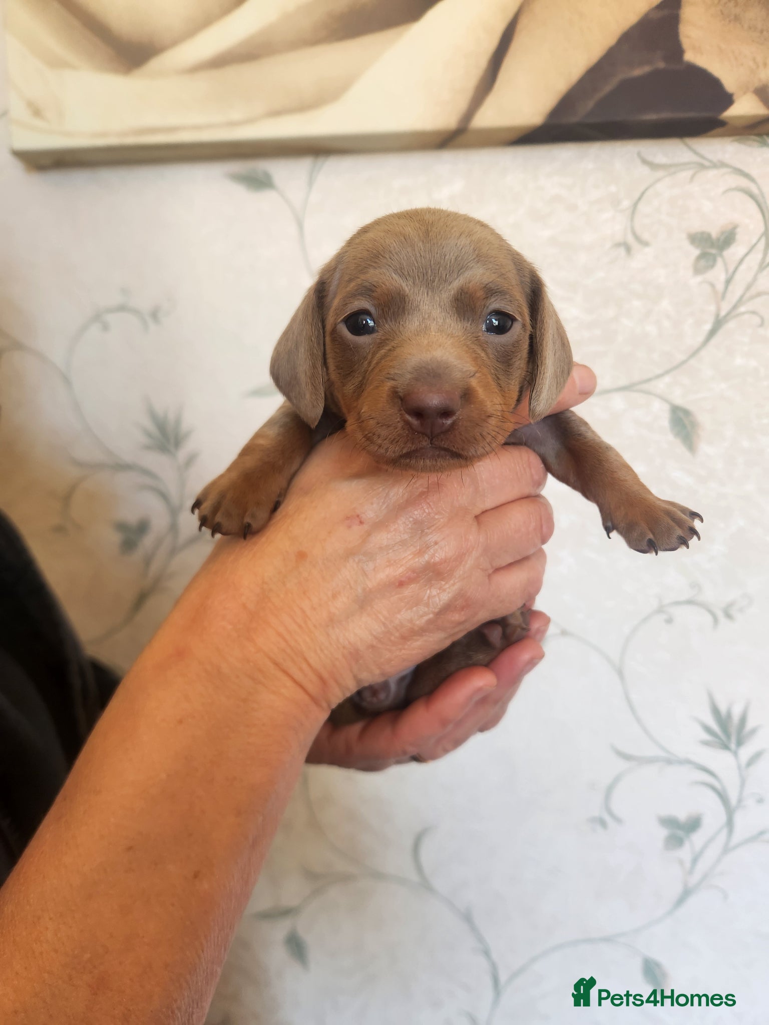 Miniature Dachshund dogs Isabella Miniature dachshund puppies  - Advert 10