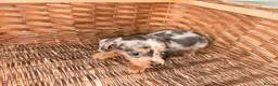 Miniature Dachshund dogs for sale: Wired dachund puppies  - Advert 7