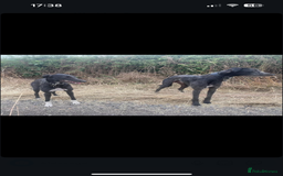 Lurcher dogs for stud: Whippet grey x beddy whippet grey - Image 9