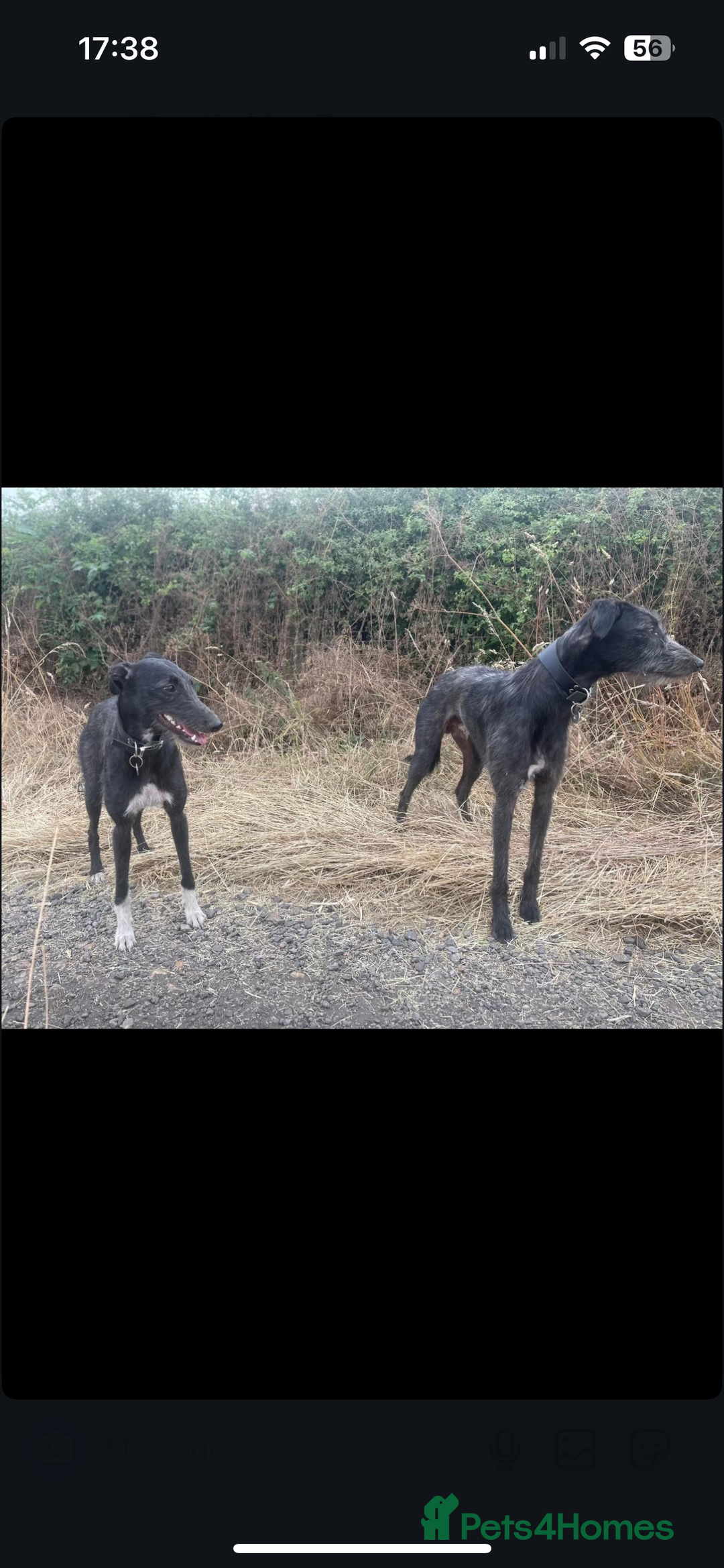Lurcher dogs for stud: Whippet grey x beddy whippet grey - Image 9