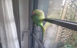 Ringnecks birds for sale:  Ringneck parrot with 2 of his toys and his cage  - Image 2