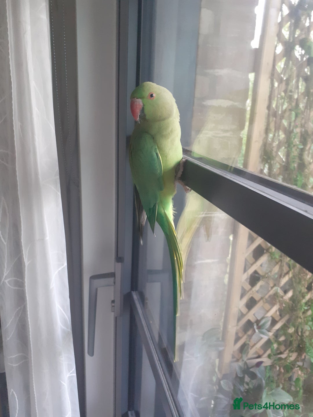 Ringnecks birds for sale:  Ringneck parrot with 2 of his toys and his cage  - Image 2