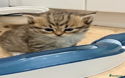 Siberian cats for sale: Pure Siberian kitten  - Image 15