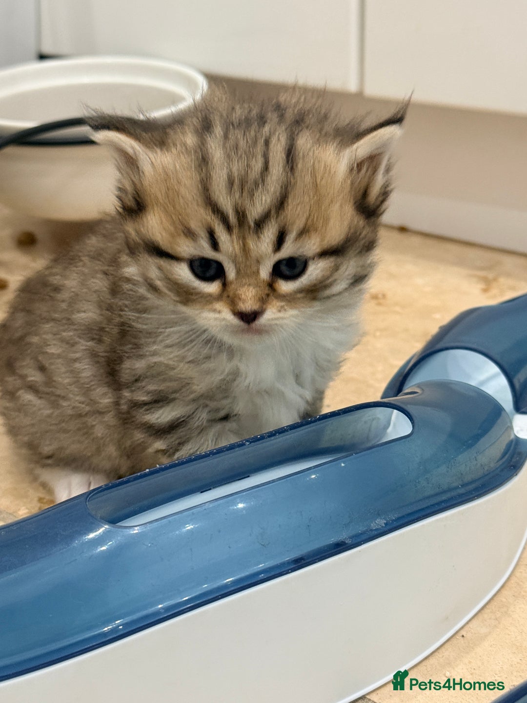 Siberian cats for sale: Pure Siberian kitten  - Image 15