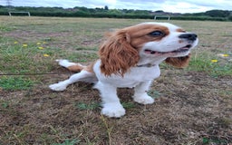 Cavalier King Charles Spaniel dogs for stud: Cavaliear King Charles Stud Only - Image 2