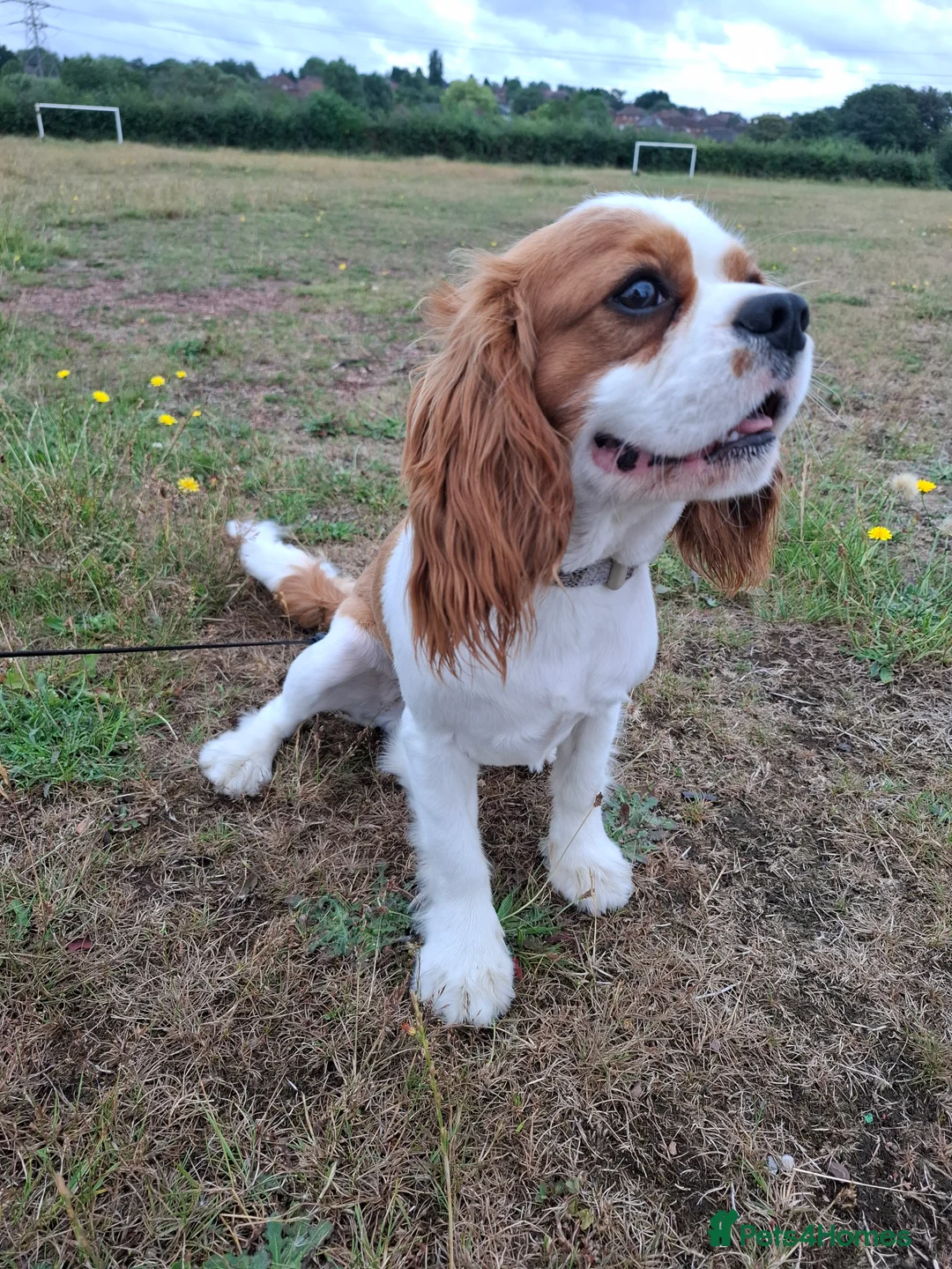 Cavalier King Charles Spaniel dogs for stud: Cavaliear King Charles Stud Only - Advert 2