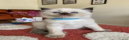 Ragdoll cats for sale: Ragdoll Kittens  - Advert 6
