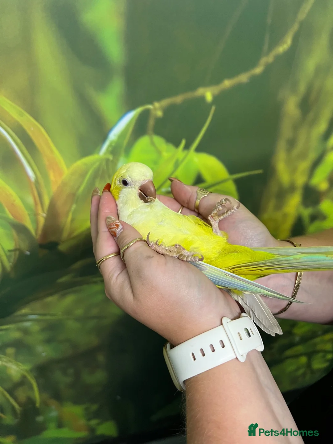 Parakeets birds for sale: Hand Reared Parrots/parakeets At Urban Exotics  - Advert 1