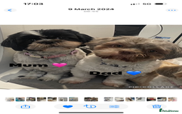 Shih Tzu dogs for sale: Beautiful litter of 6 Shih Tuz pups  - Advert 7