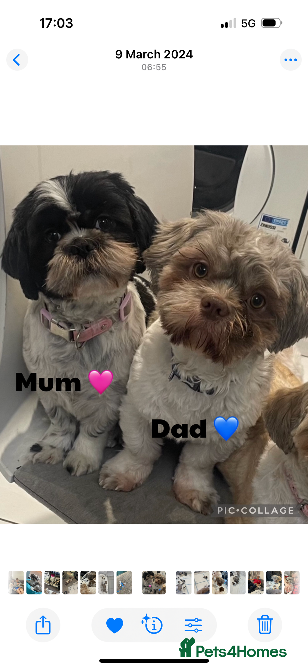 Shih Tzu dogs for sale: Beautiful litter of 6 Shih Tuz pups  - Advert 7