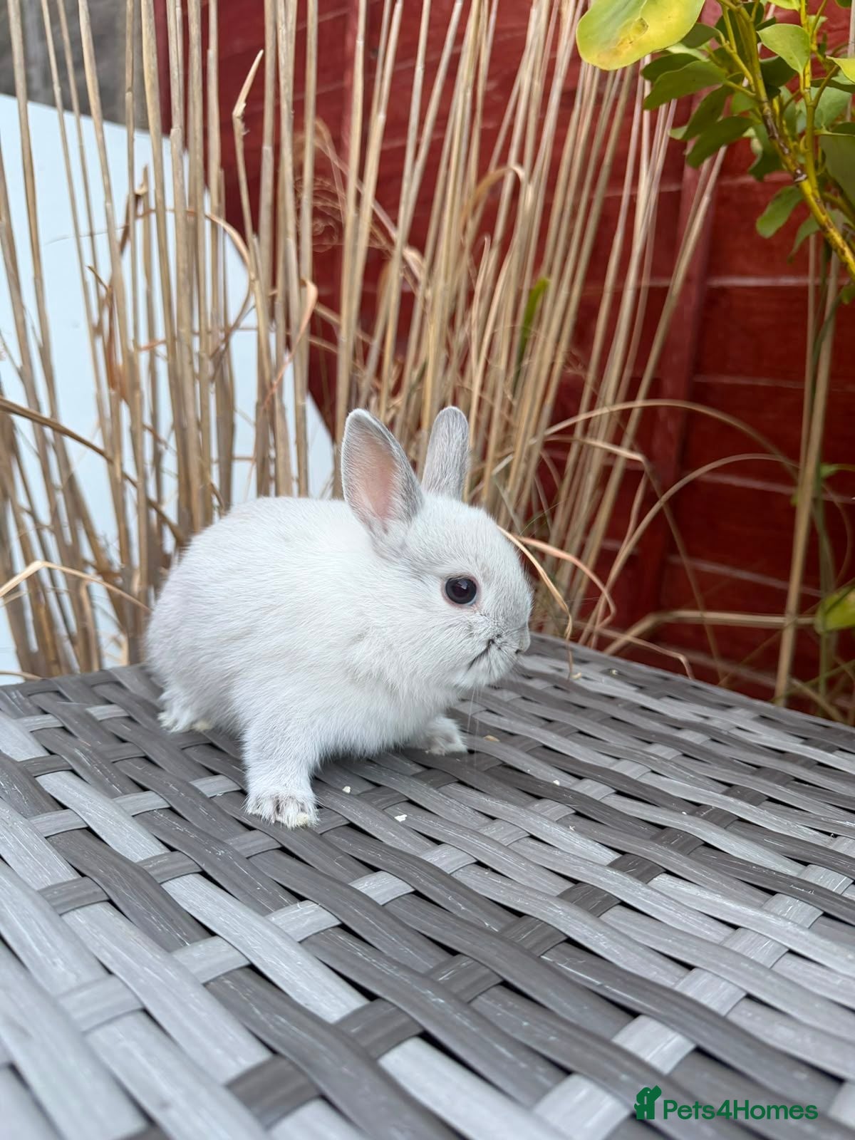Netherland Dwarf rabbits  Last purebread female bunny ready for new home  - Advert 5
