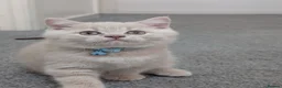 British Shorthair cats for sale: Stunning GCCF British shorthair/longhair kittens - Advert 19