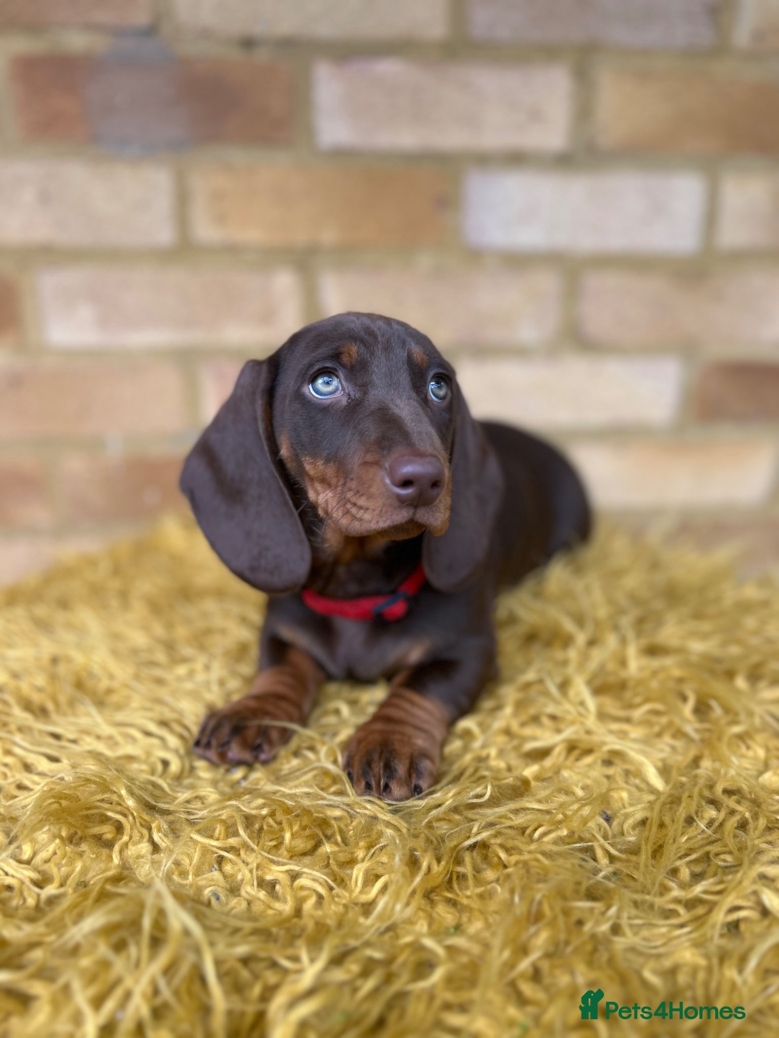 Dachshund dogs Only ONE Girl left Standard dachshund - Advert 2
