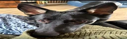German Shepherd dogs for sale: Our Beautiful German Shepherd Boy-Kobe  in Wolverhampton - Advert 7