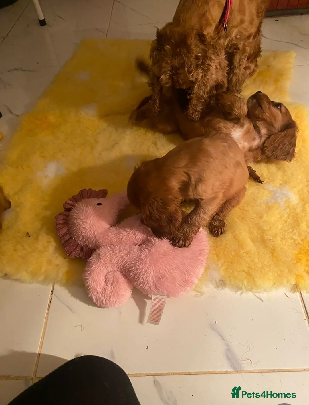 Cockalier dogs for sale: F1 fox red puppies boys and girls  - Advert 6