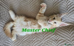 Maine Coon cats for sale: Beautiful Maine Coon kittens  - Advert 5