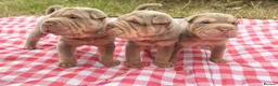 Shar Pei dogs for sale: KC REGISTERED RARE LILAC TAN SHAR-PEI - Advert 6