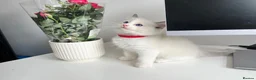 Ragdoll cats for sale: Pure Ragdoll Kittens  in London - Advert 4