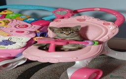 Mixed Breed cats for sale: Adorable kitten's  - Image 11