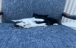 Mixed Breed cats for sale: British Shorthair Cross kittens  - Image 9