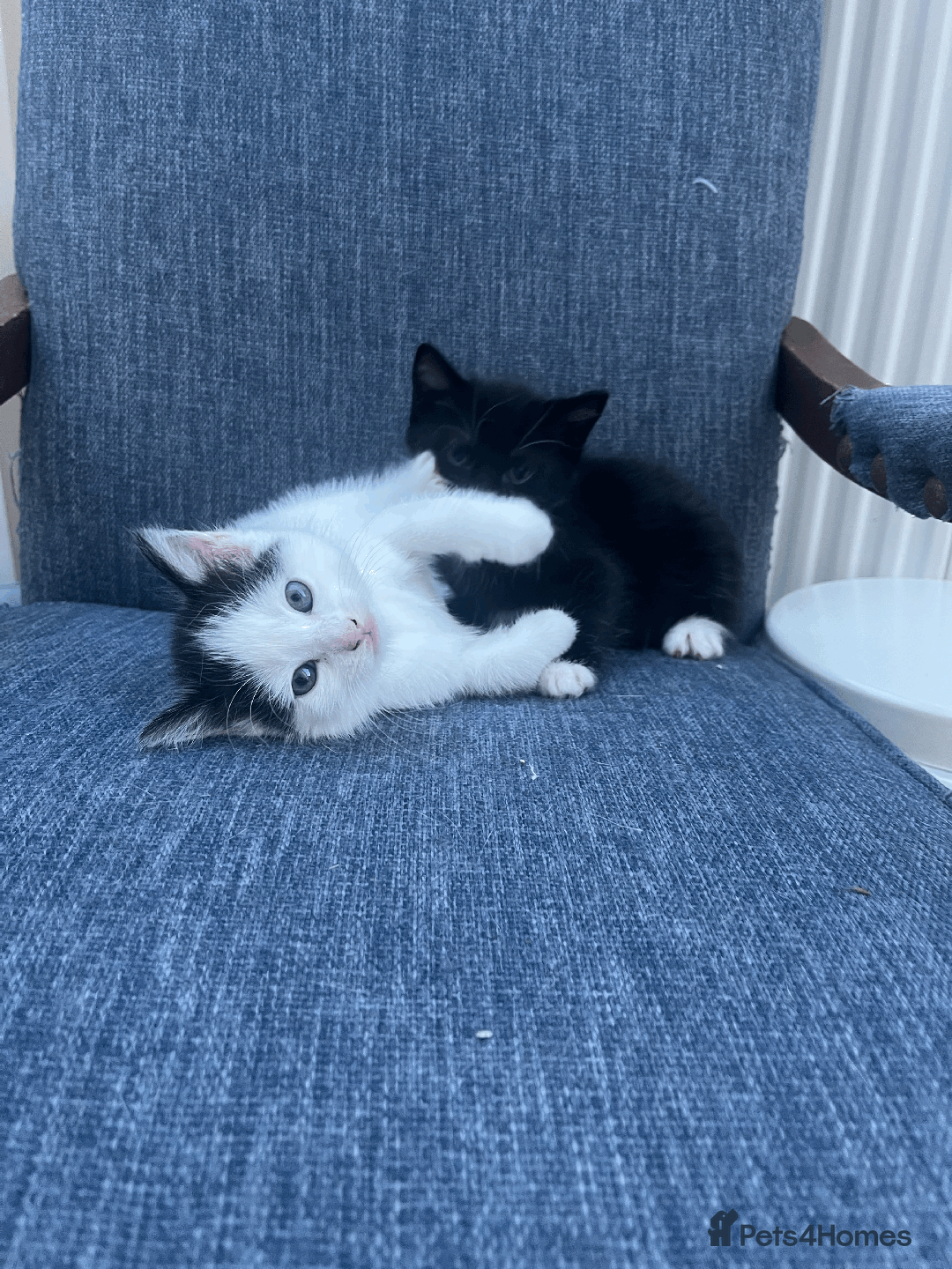 Mixed Breed cats for sale: British Shorthair Cross kittens  - Image 9