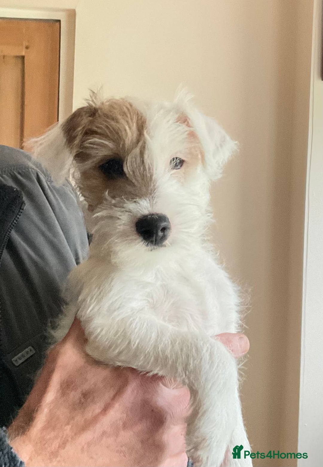 Parson Russell dogs for sale: Gorgeous Parson Russell Boy Puppy - Advert 5
