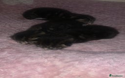 British Longhair cats for sale: 3 tabby kittens - Image 2