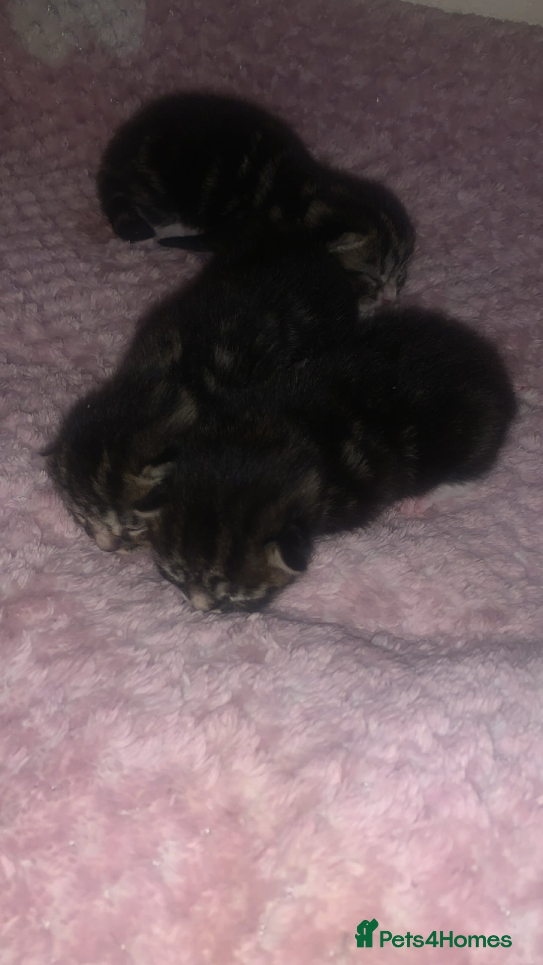 British Longhair cats for sale: 3 tabby kittens - Image 2