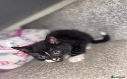Mixed Breed cats for sale: I have 6 beautiful kittens  - Image 3
